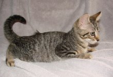 another picture of Cameron, a Domestic Short Hair black tabby