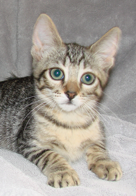 picture of Cameron, a Domestic Short Hair black tabby