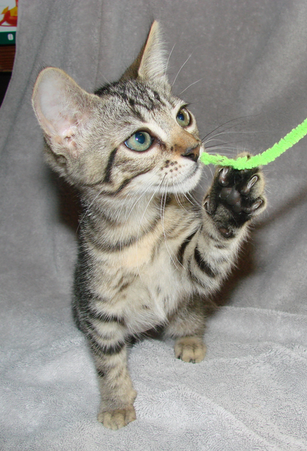 picture of Cameron, a Domestic Short Hair black tabby