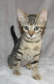 picture of Cameron, a Domestic Short Hair black tabby