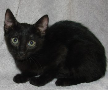 another picture of Clarice, a Domestic Short Hair black