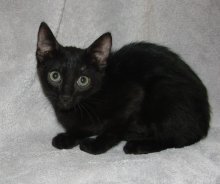 picture of Clarice, a Domestic Short Hair black