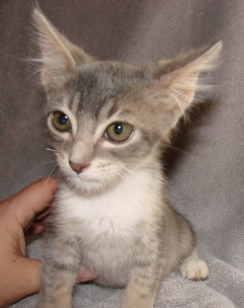 picture of Cathe, a Domestic Short Hair gray