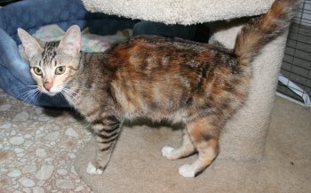 picture of Poppy, a Domestic Short Hair tortoise-shell tabby
