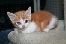 another picture of Sunshine, a Domestic Short Hair orange/white