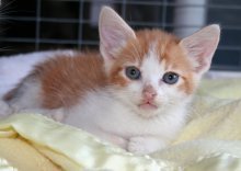 picture of Sunshine, a Domestic Short Hair orange/white