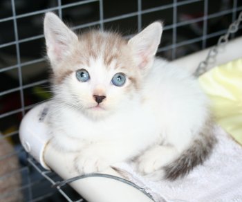 picture of Moonbeam, a Siamese/Domestic Short Hair-x lilac point