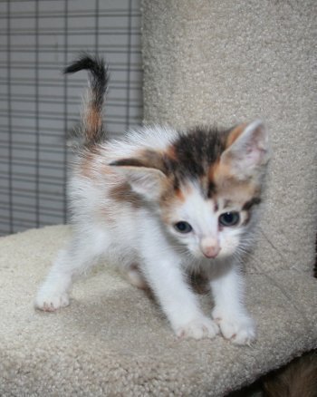 picture of Blossom, a Domestic Short Hair calico