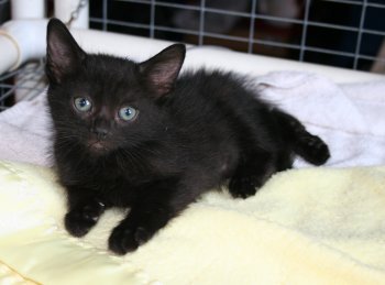 picture of Midnight, a Domestic Short Hair black