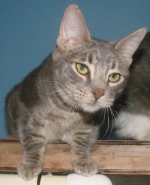 another picture of Jorge, a Domestic Short Hair gray tabby