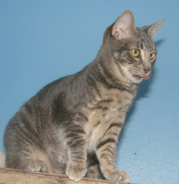 picture of Jorge, a Domestic Short Hair gray tabby