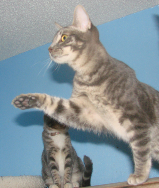 picture of Jorge, a Domestic Short Hair gray tabby