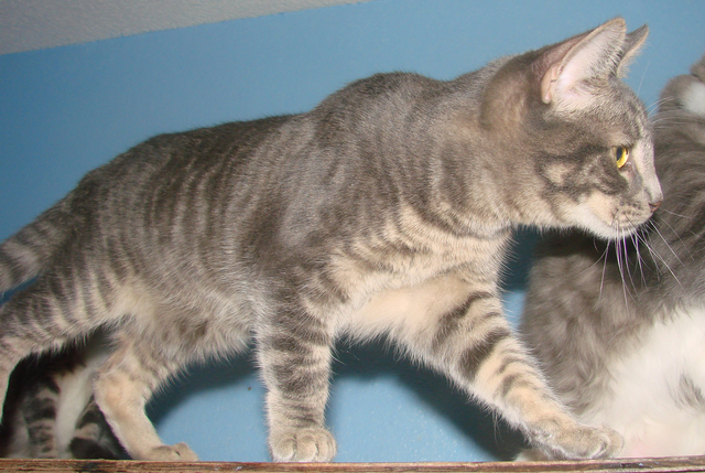 picture of Jorge, a Domestic Short Hair gray tabby