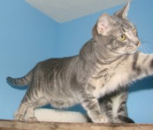 picture of Jorge, a Domestic Short Hair gray tabby