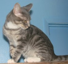 another picture of Jose, a Domestic Short Hair gray tabby/white