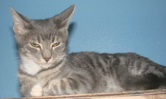 short haired grey tabby cat lifespan