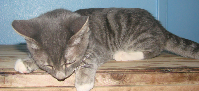 longhaired grey tabby kitten