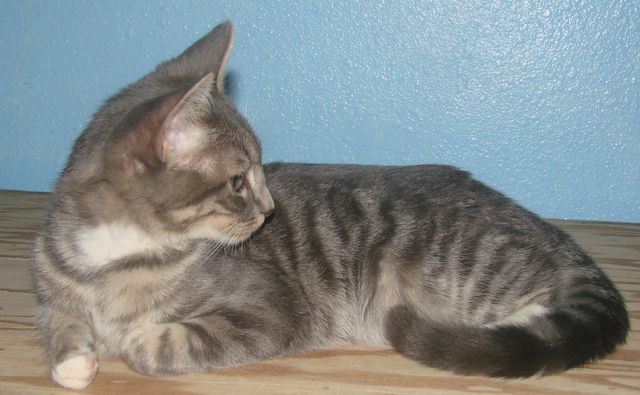 picture of Jose, a Domestic Short Hair gray tabby/white