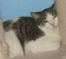 another picture of Javier, a Domestic Short Hair white/brown tabby