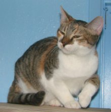 another picture of Marta, a Domestic Short Hair calico tabby