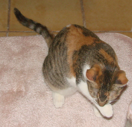 picture of Marta, a Domestic Short Hair calico tabby