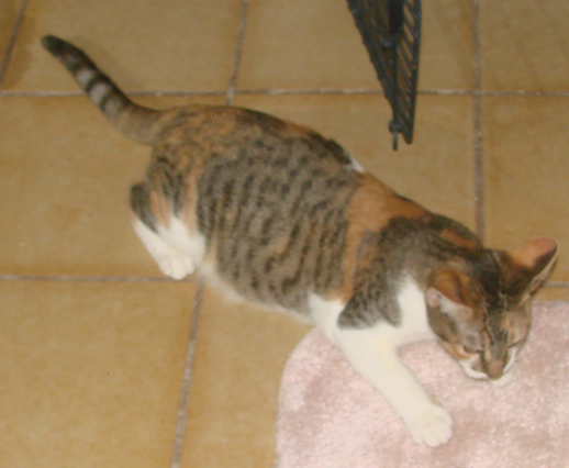 picture of Marta, a Domestic Short Hair calico tabby