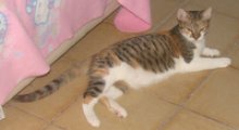 picture of Marta, a Domestic Short Hair calico tabby