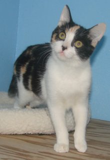 another picture of Maria, a Domestic Short Hair calico