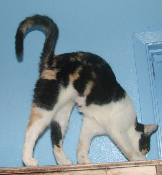 picture of Maria, a Domestic Short Hair calico