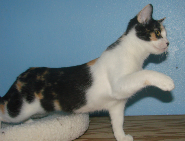 picture of Maria, a Domestic Short Hair calico