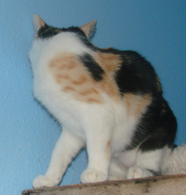 picture of Maria, a Domestic Short Hair calico