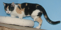 picture of Maria, a Domestic Short Hair calico