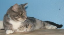 another picture of Collette, a Domestic Short Hair gray classic tabby