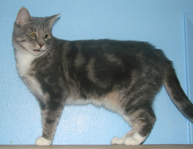 picture of Collette, a Domestic Short Hair gray classic tabby