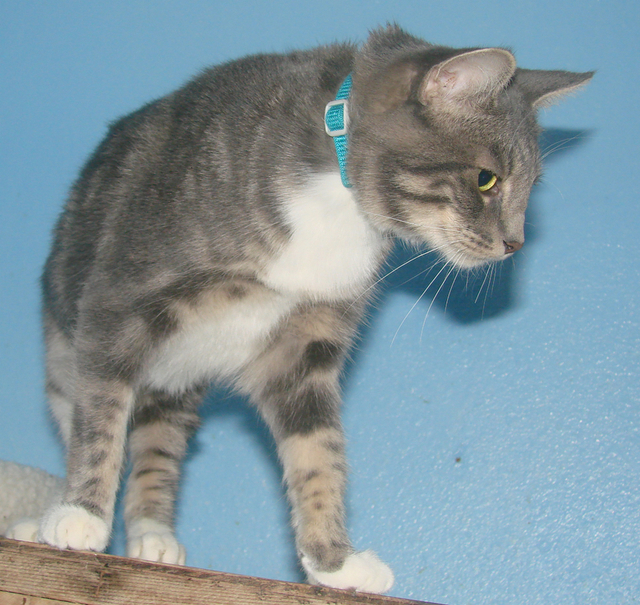 picture of Collette, a Domestic Short Hair gray classic tabby
