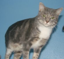 picture of Collette, a Domestic Short Hair gray classic tabby