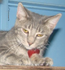 another picture of Cody, a Domestic Short Hair gray classic tabby