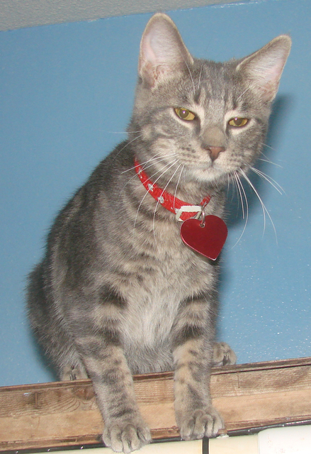 picture of Cody, a Domestic Short Hair gray classic tabby