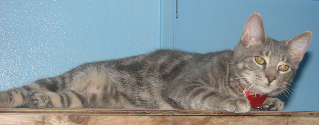 picture of Cody, a Domestic Short Hair gray classic tabby