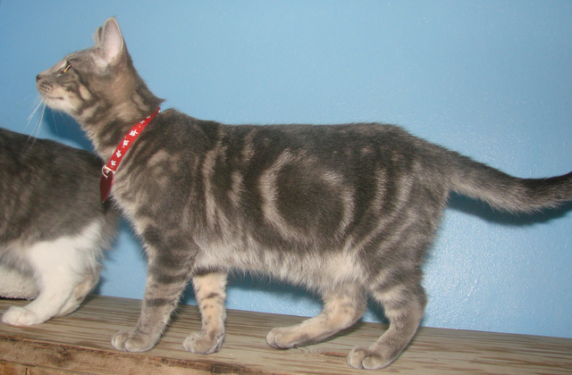 picture of Cody, a Domestic Short Hair gray classic tabby