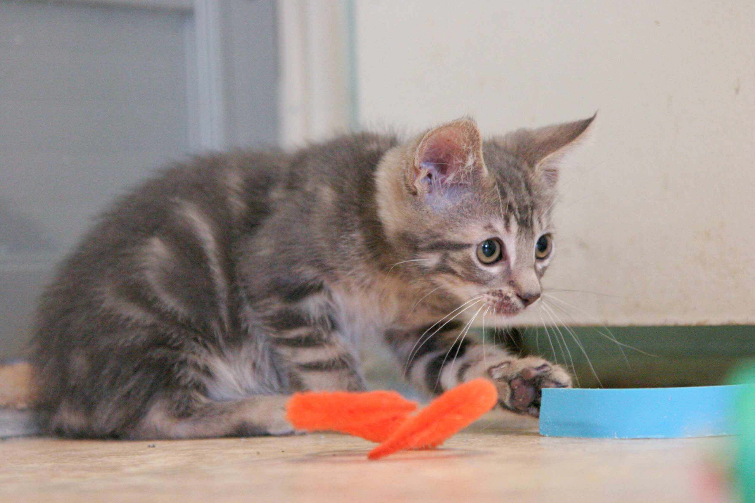 picture of Cody, a Domestic Short Hair gray classic tabby