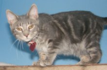 picture of Cody, a Domestic Short Hair gray classic tabby