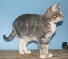 another picture of Sunny FKA Crissie, a Domestic Short Hair gray classic tabby/white