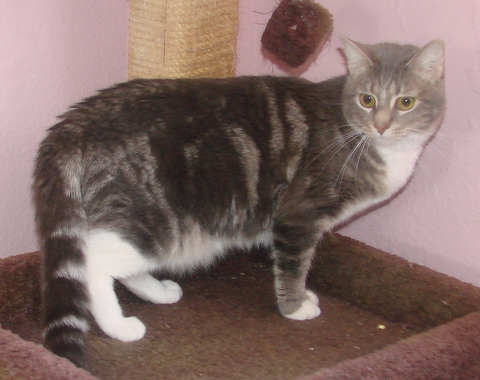 picture of Sunny FKA Crissie, a Domestic Short Hair gray classic tabby/white