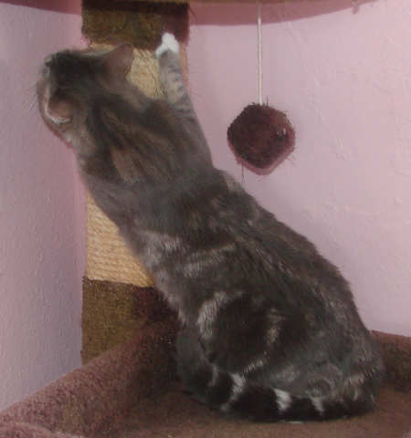 picture of Sunny FKA Crissie, a Domestic Short Hair gray classic tabby/white