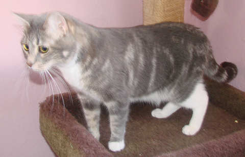 picture of Sunny FKA Crissie, a Domestic Short Hair gray classic tabby/white