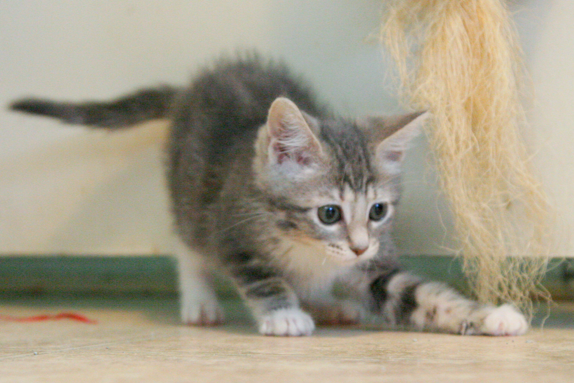 picture of Sunny FKA Crissie, a Domestic Short Hair gray classic tabby/white