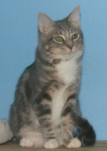 picture of Sunny FKA Crissie, a Domestic Short Hair gray classic tabby/white