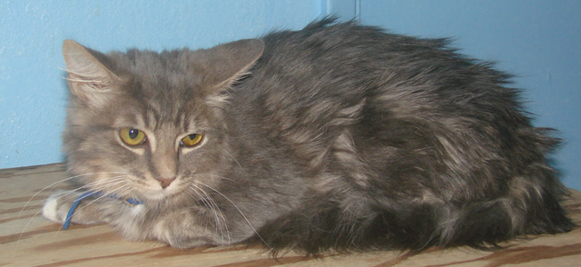 picture of Carly, a Domestic Medium Hair gray classic tabby