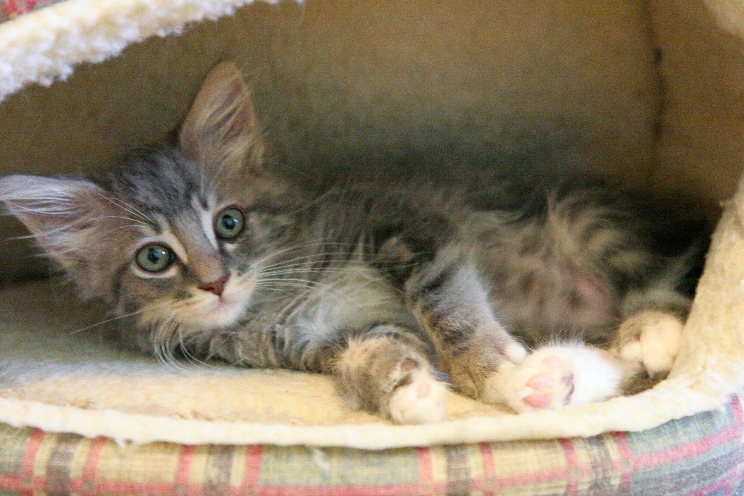 picture of Carly, a Domestic Medium Hair gray classic tabby